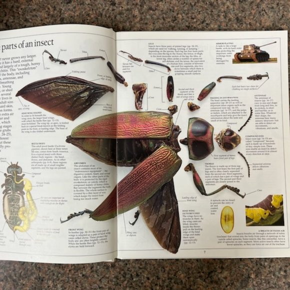 Insect book - Picture 4 of 5